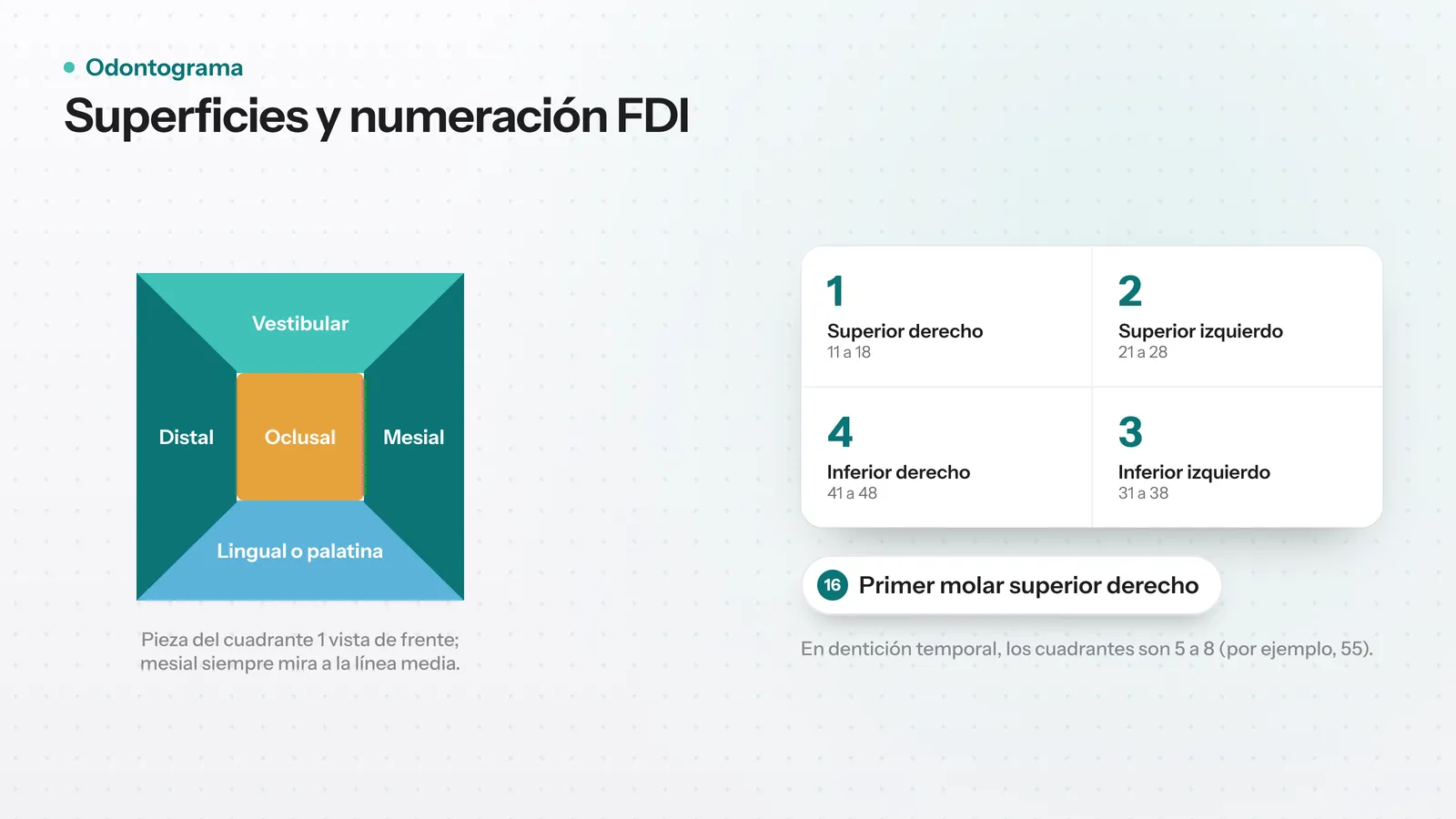 Esquema de un diente con sus cinco superficies (oclusal, vestibular, lingual o palatina, mesial y distal) y los cuatro cuadrantes de la numeración FDI
